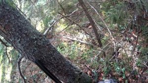 собака поймала белку