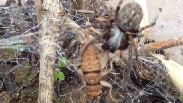 Grey House Spider Badumna Longinqua feeding смотреть онлайн