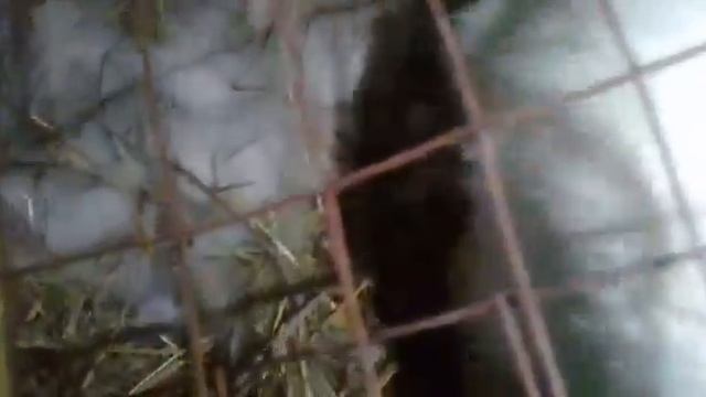 кролики стали мамами смотреть онлайн