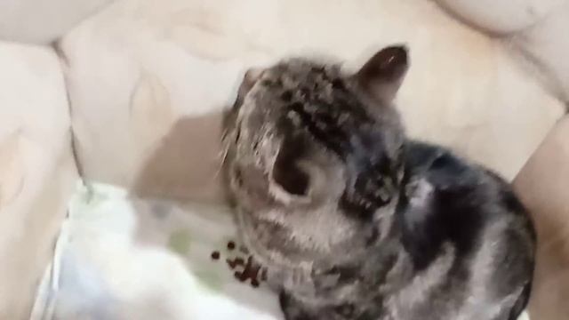 Пропавшего нашли смотреть онлайн