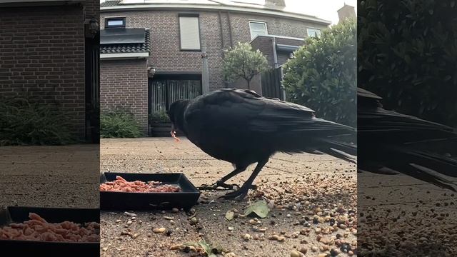 Пока родители заняты младшим, я прихожу на завтрак один) #crow #ворона #птенец #наблюдение смотреть онлайн