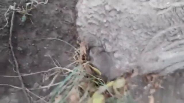 Уличная мышь смотреть онлайн