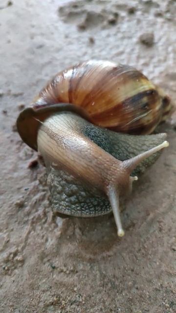 Cute snails😍😍😍 @SpiritualHealing-w7e смотреть онлайн