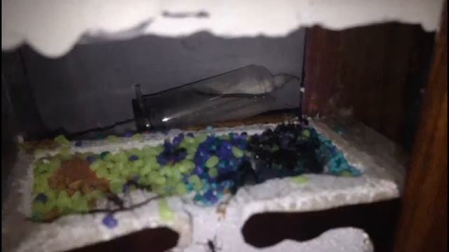 L'alimentation chez les Aphaenogaster Senilis: la poudre protéinée avec lait concentré sucr смотреть онлайн