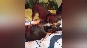 Собачьи бои без правил
