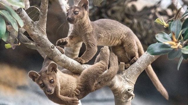 Get to Know Fossa: Madagascar's Top Predator with Agility of Cat & Jaws of Crocodile смотреть онлайн