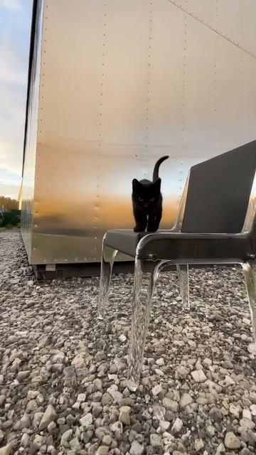 Дикий кот 🐈⬛ смотреть онлайн