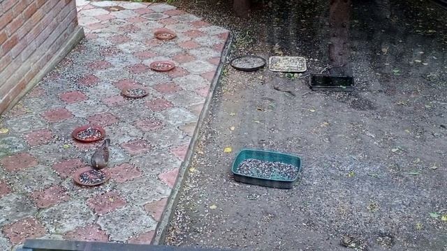 Осторожные горлицы.Карта на корм 2202 2062 6013 7323. смотреть онлайн