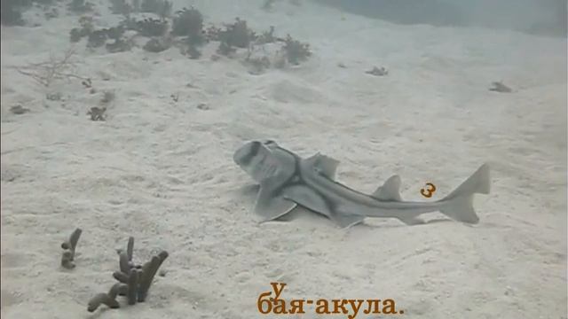 Акулы. смотреть онлайн
