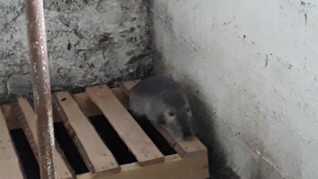 Новый самец на нашей ферме.НУТРИЯ С ЧЕГО НАЧАТЬ И СКОЛЬКО СТОИТ хороший самец. смотреть онлайн