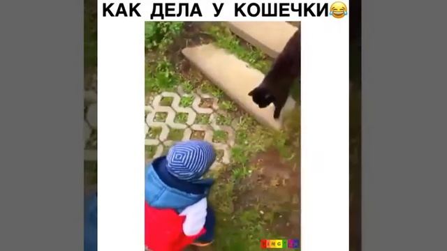 Как дела у кошки😂 смотреть онлайн