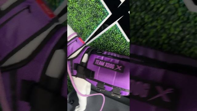 NON-Slip Lead, Fit Collar & XDOG VEST 3.5! #dogtraining #pitbull #rottweiler #canecorso #xdog смотреть онлайн