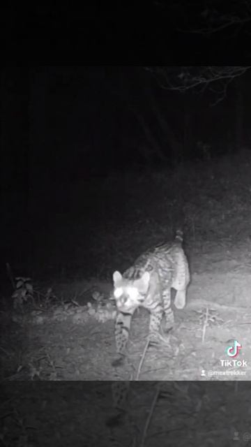 Ocelot sighting in Monterrey #shorts #bigcat #trailcammexico #ocelot #monterrey смотреть онлайн