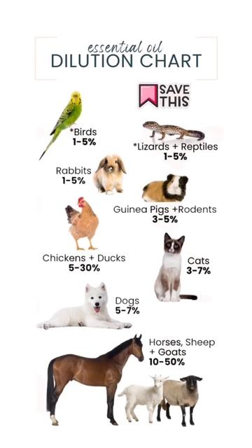How to safely dilute essential oils for your pets #essentialoilsafety смотреть онлайн
