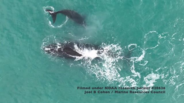 North Atlantic Right Whale Derecha & New Calf, Melbourne Beach, Florida, February 2, 2022 смотреть онлайн
