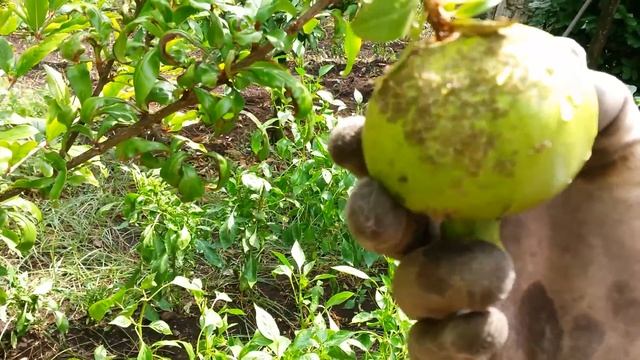 Melograno cure malattie parassiti - casaegiardino.it смотреть онлайн