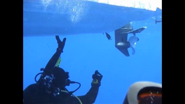 Βλάχος , Atlantic Wreck Fish , Stone Bass (Polyprion Americanus) !! In Mediterranean (Cyprus)