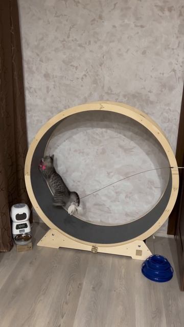 Cat Exercise Wheel / Беговое колесо для кошек 😻 #catwheel #catrunnig #funnycatvideos смотреть онлайн