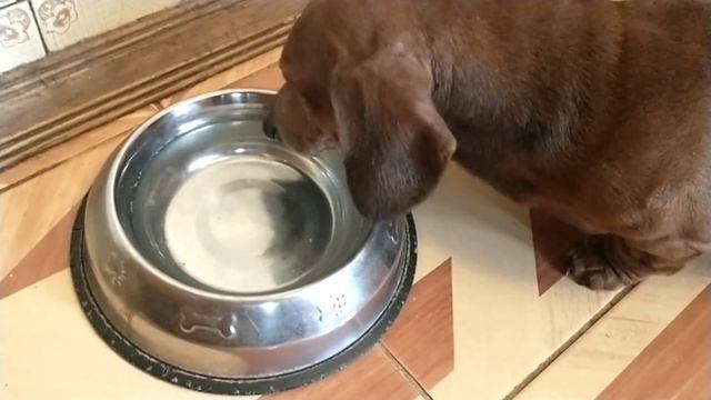 Самый преданный кот😸 смотреть онлайн