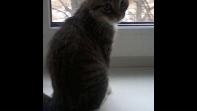 Моя кошка смотреть онлайн