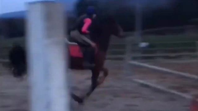 Some Dance - ex racer * tiger rolls 1/2 brother * Read description * смотреть онлайн