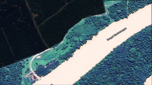 Helping Restore Orangutan Habitat in Borneo смотреть онлайн