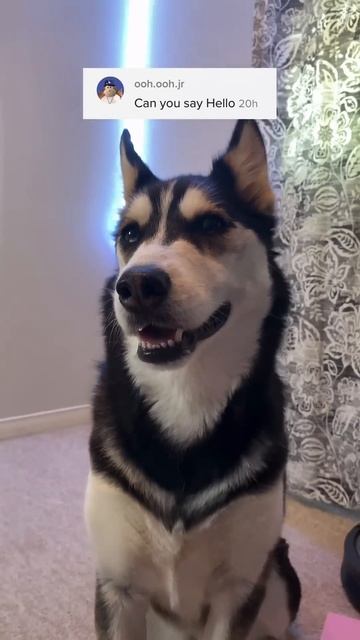 Can My HUSKY Speak ENGLISH?!😱 смотреть онлайн
