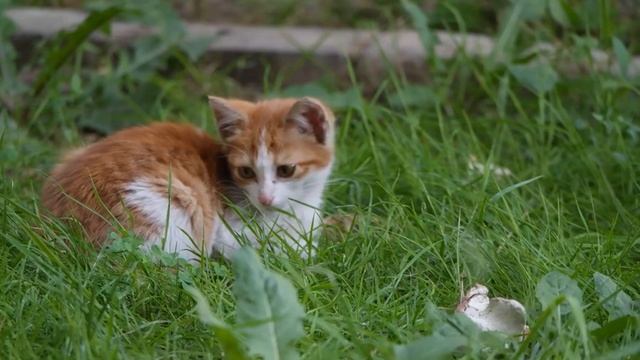 Как мяукают коты и кошки #кошка #кот  #мяу #мяуканье #длядетей #релакс #звукиприроды #звукиживотных