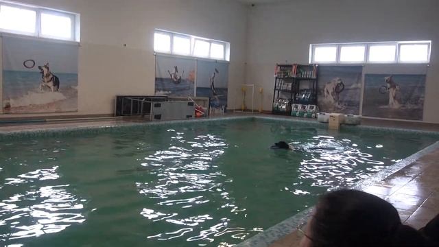 Туманова Анна и Хит Dog Diving 04.04.21 смотреть онлайн
