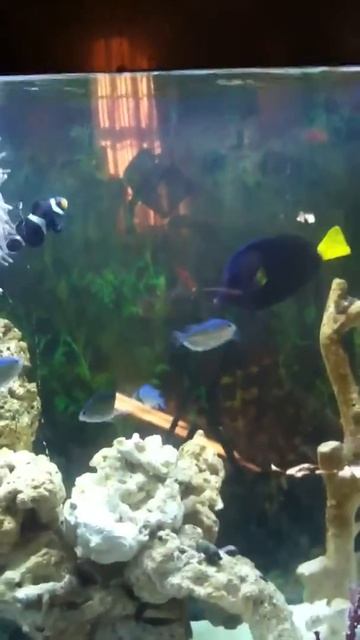 Neon goby смотреть онлайн