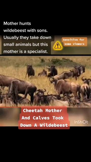 Cheetah Mother And Calves Took Down A Wildebeest #2 #shorts смотреть онлайн