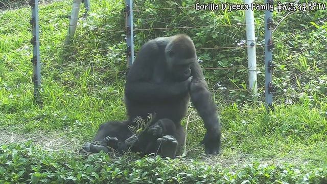 ASMR|D'jeeco Family|Gorilla|Taipei zoo|Jabali walks past D'jeeco with food and is... robbed смотреть онлайн