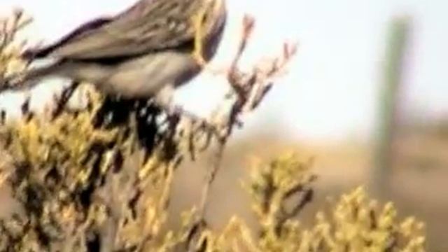 Yal chico (Phrygilus plebejus) 2003 смотреть онлайн