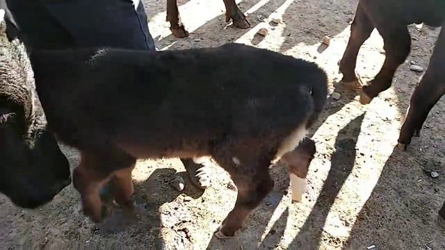 2000$ Эгаси Тергачи Бозори Нархлари смотреть онлайн