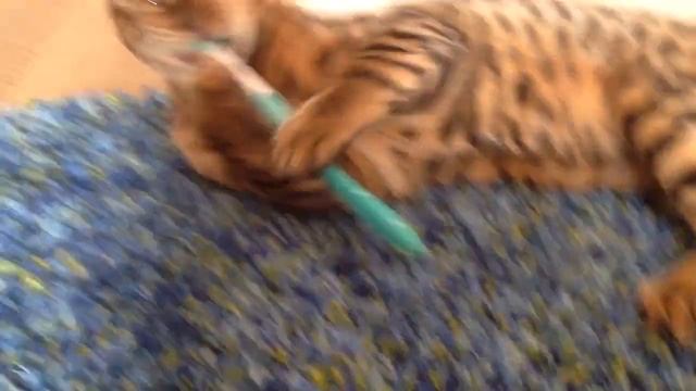 Наша бенгальская киска чистит зубы/Our bengal cat are cleaning teeth смотреть онлайн