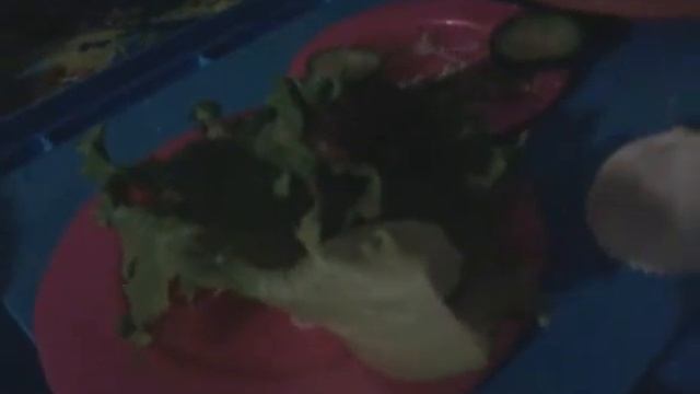 Моя улитка ахатина 2-часть смотреть онлайн