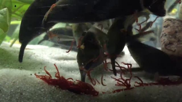 Feeding Gnathonemus Petersii