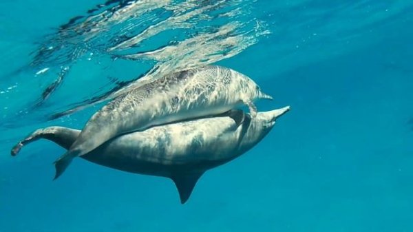 Dolphin mating