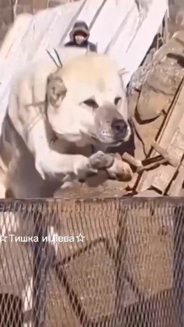Эдит Турецкий Кангал💕 смотреть онлайн
