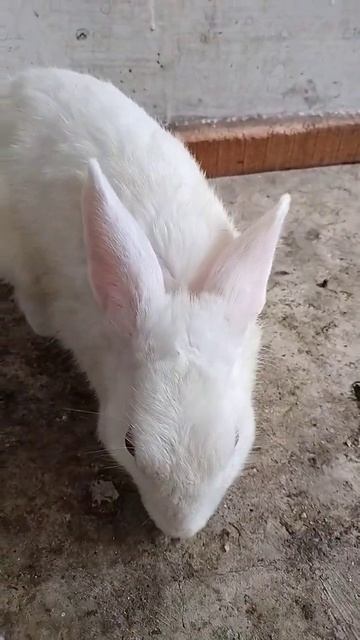 kelinci putih смотреть онлайн