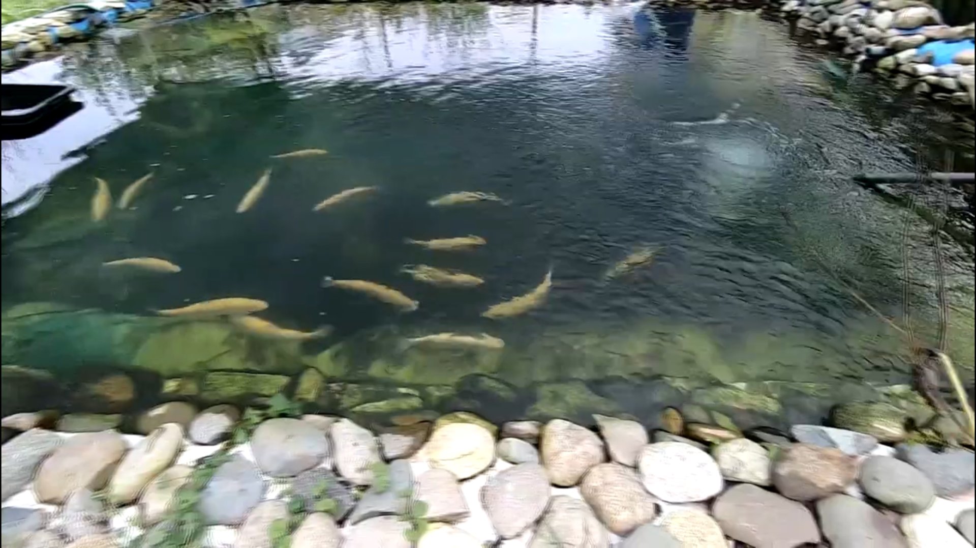 Форель в дачном пруду, как мне удалось сохранить рыбу в жару . смотреть онлайн