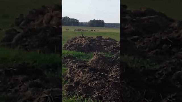 Дрессировка. Запашные нервно курят смотреть онлайн