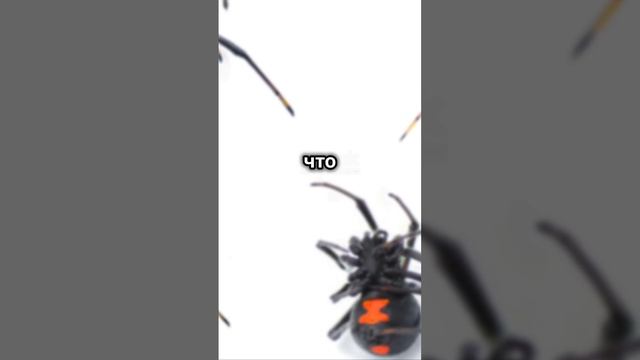топ 10 самых опасных пауков в мире #пауки #shorts смотреть онлайн