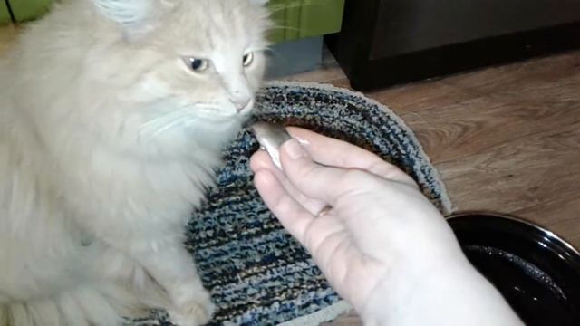 Чем кормить кота?? смотреть онлайн