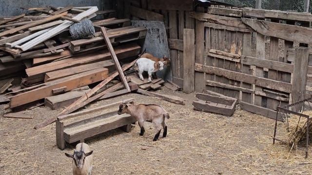Круговорот дер6ма в природе - мечта глобалистов. Курица на качелях. Нутрия с утками. смотреть онлайн