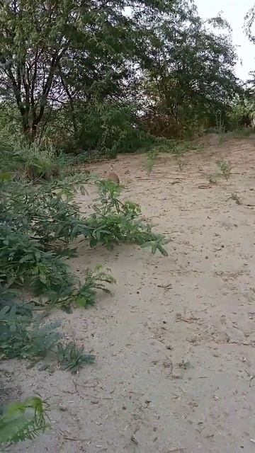 #partridgehunting voice #bird #teetar смотреть онлайн