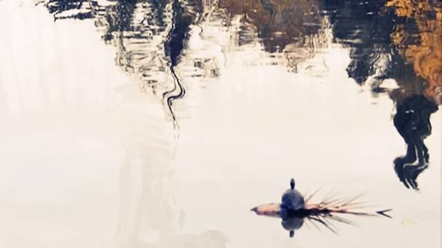 curepas - una vieja tonada - foto nancy palucca смотреть онлайн