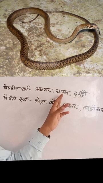 #short //विषहीन और विषैले शर्प।। смотреть онлайн