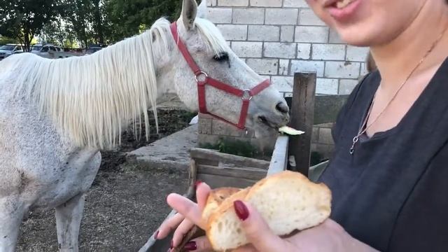 431 Марья кормит лошадей смотреть онлайн