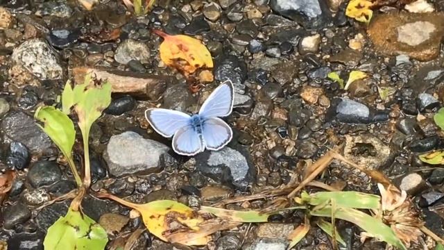カバイロシジミ/Glaucopsyche lycormas 北海道幕別町 2018/07/08 Makubetsucho Hokkaido, Butterfly of Japan смотреть онлайн